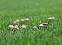 Как избавиться от домового гриба: способы борьбы Грибы на даче как избавиться